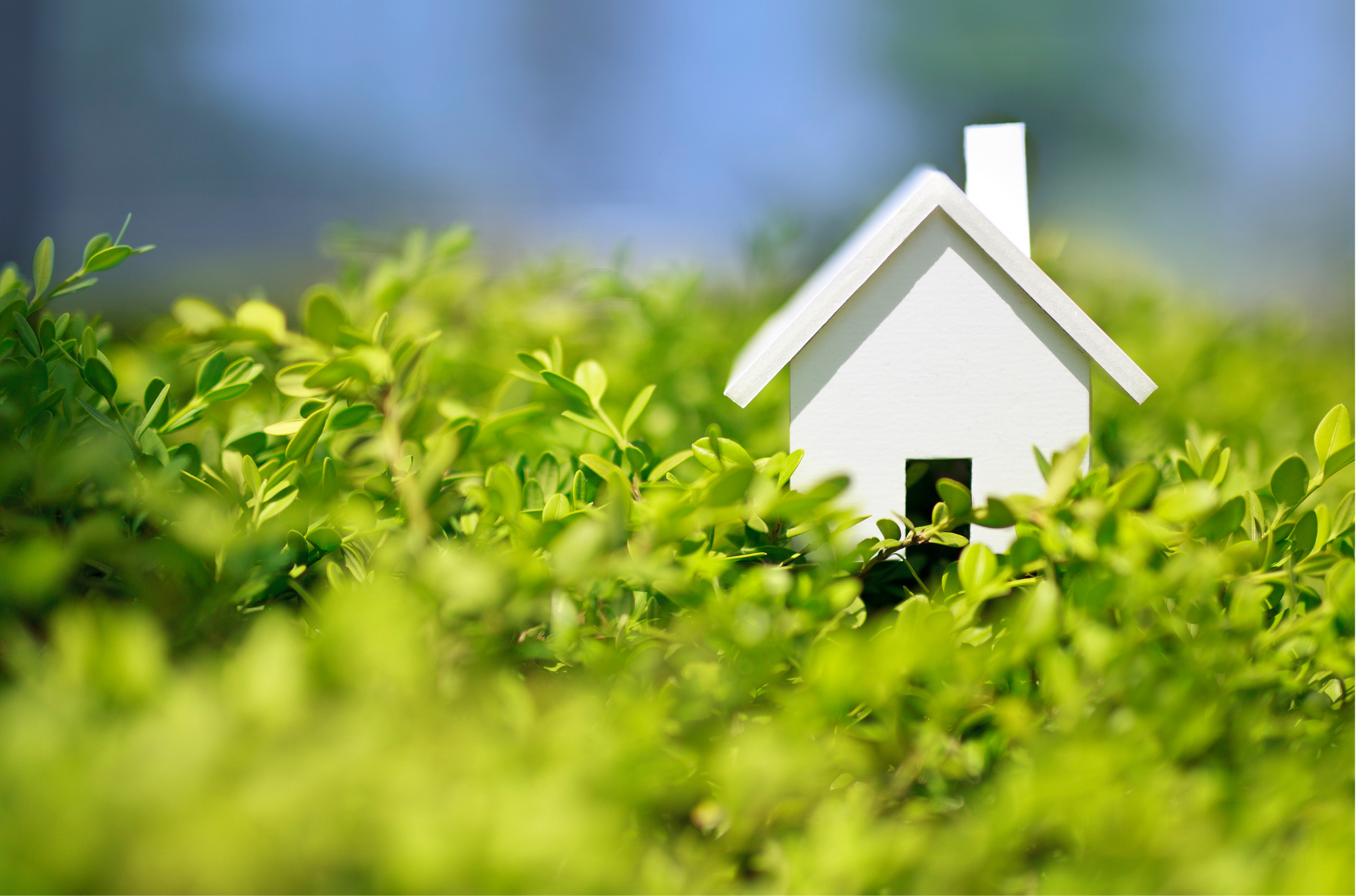 a white model house amongst the dense foliage of a light green bush