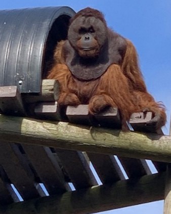 An orangutan sat atop a structure of wood and tubing. It looks down at the camera from a distance, and the blue sky is seen behind
